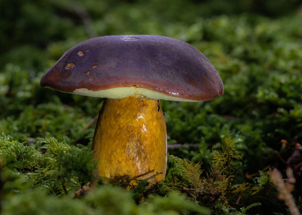 xerocomus badius