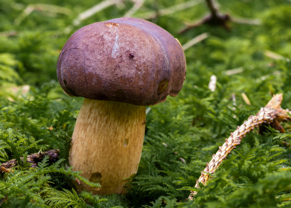 boletus badius