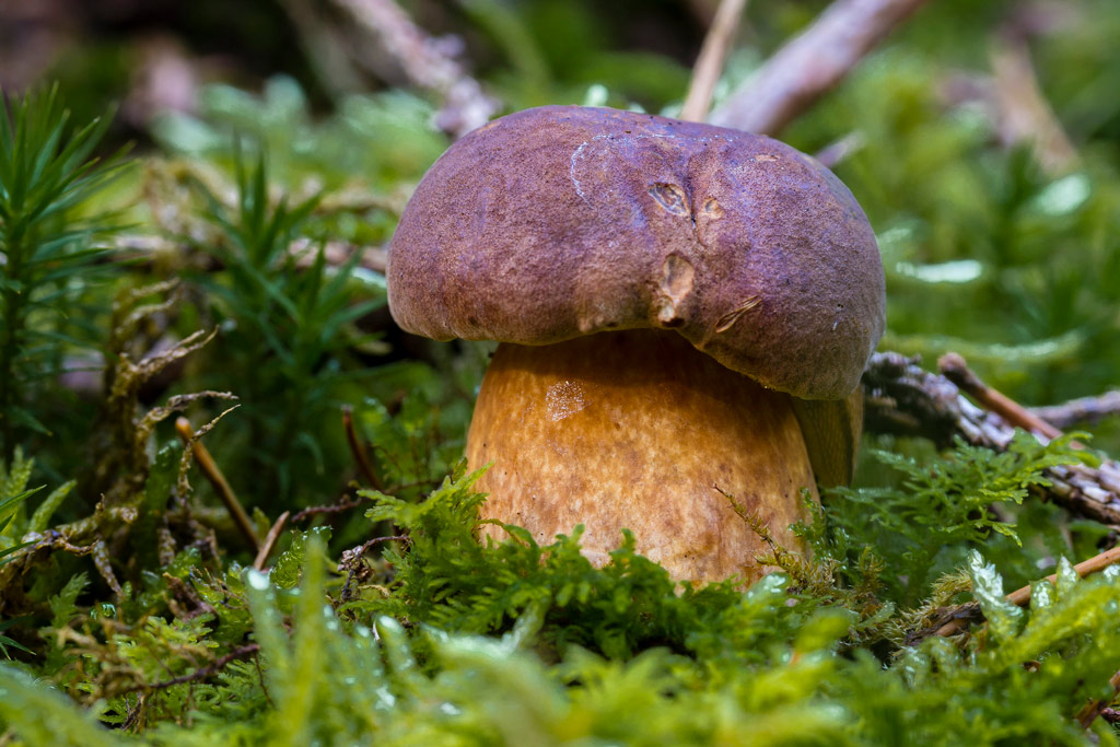 xerocomus badius