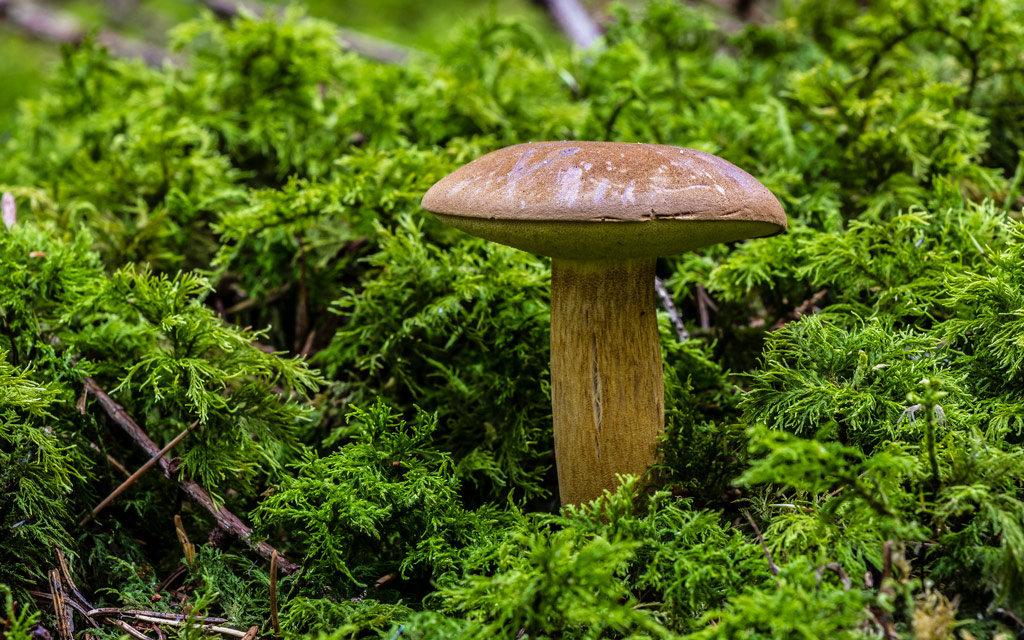 boletus badius