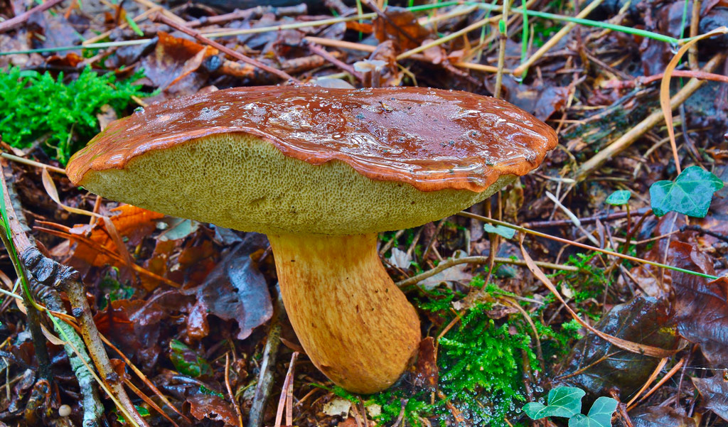 xerocomus badius