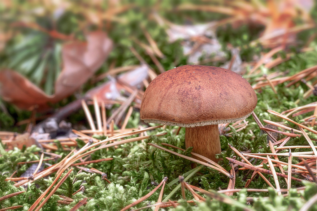 boletus badius
