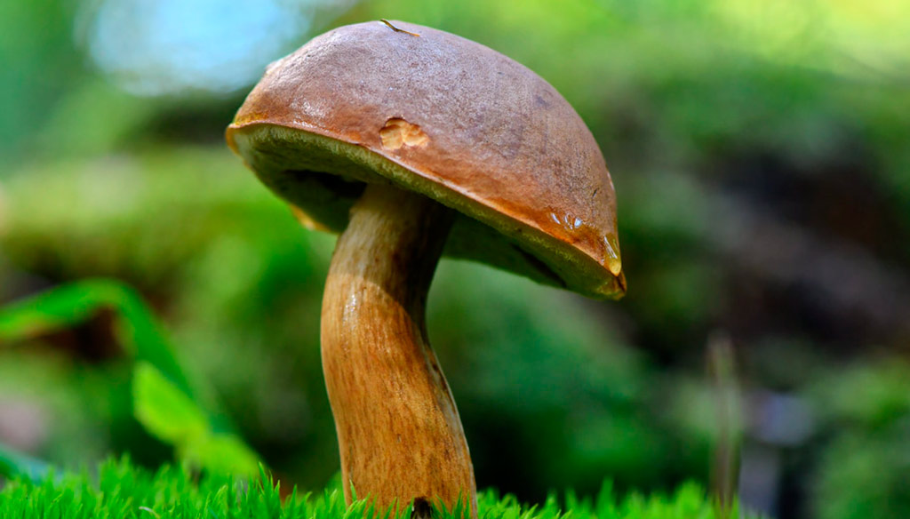 xerocomus badius