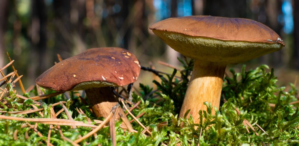 “boletus
