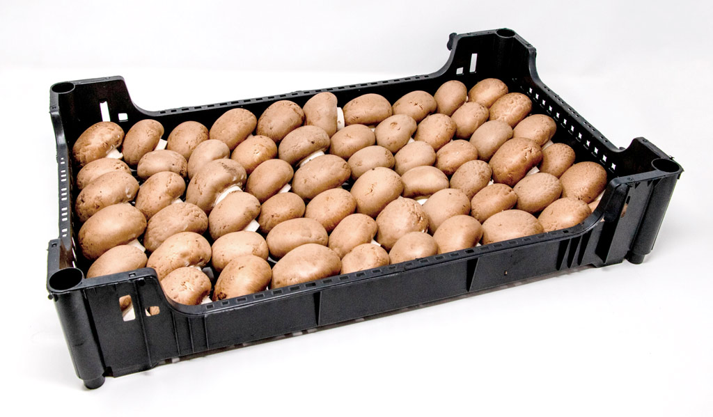 champiñon portobello