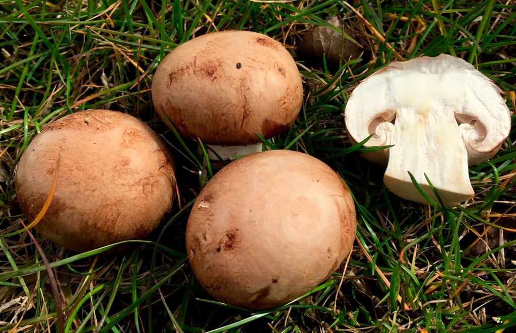 portobello silvestres
