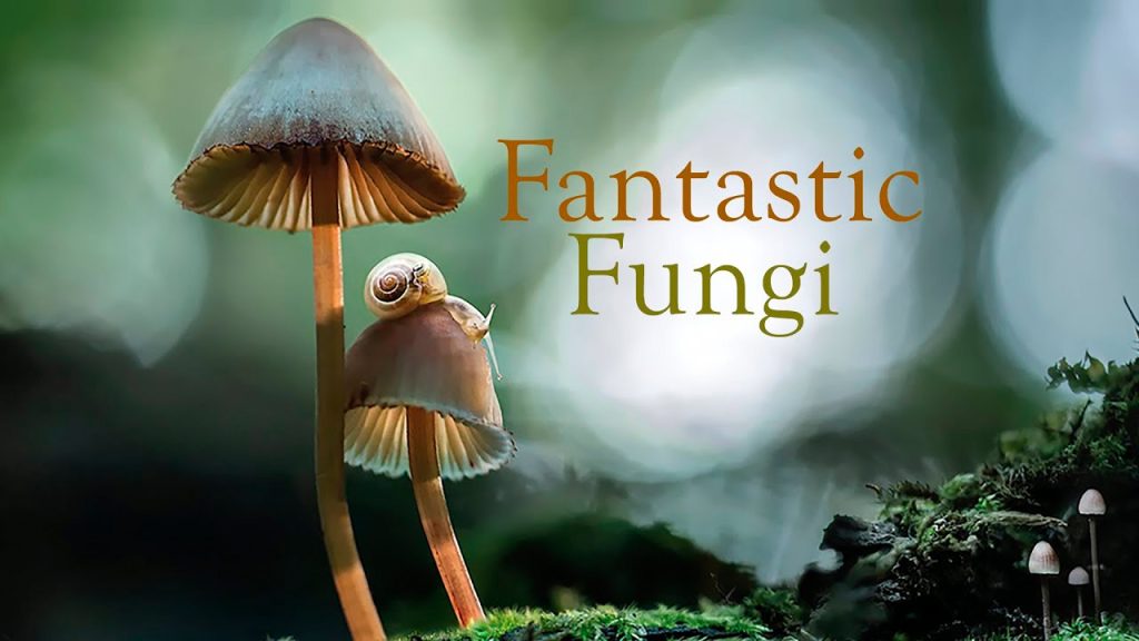 fantastic fungi la casa de las setas