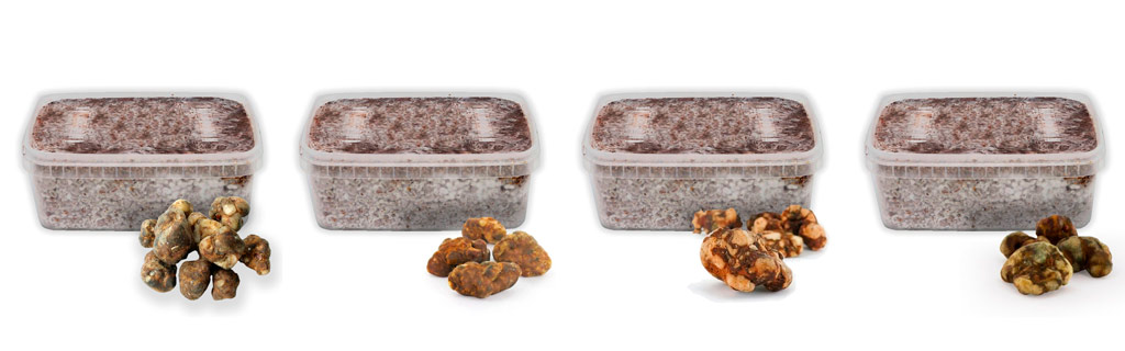 panes de trufas magicas