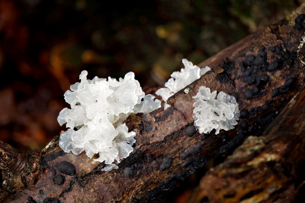 tremella fuciformis