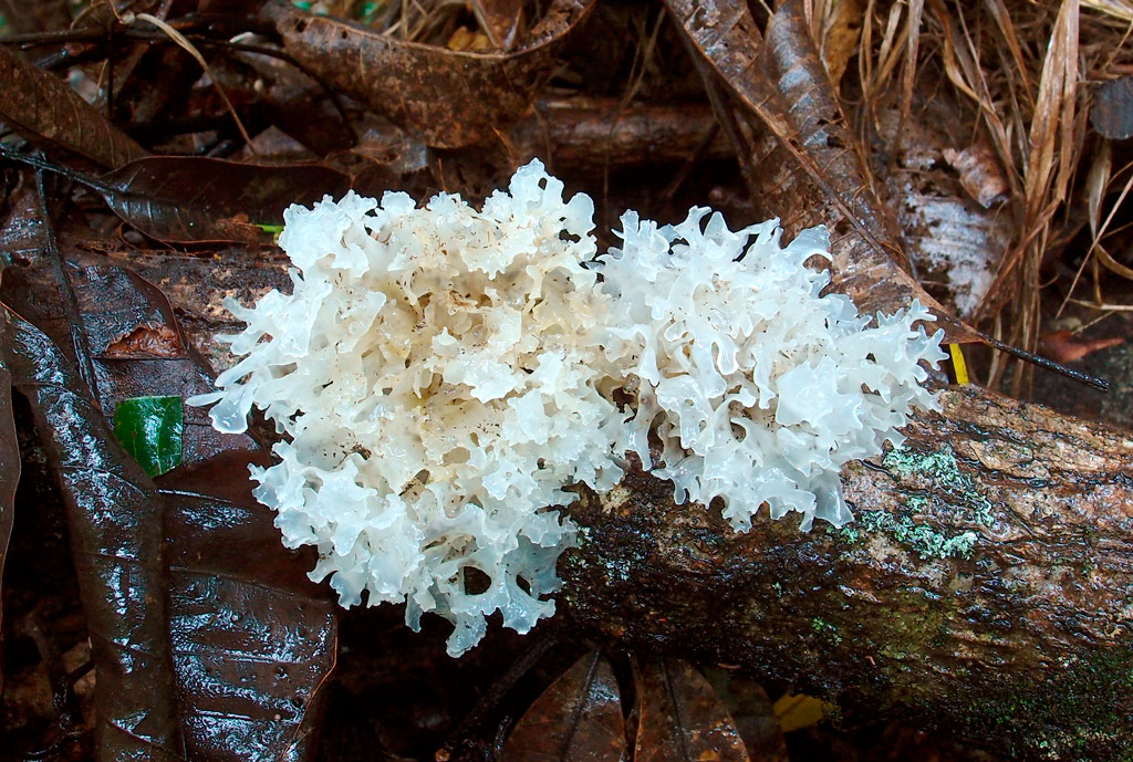 tremella