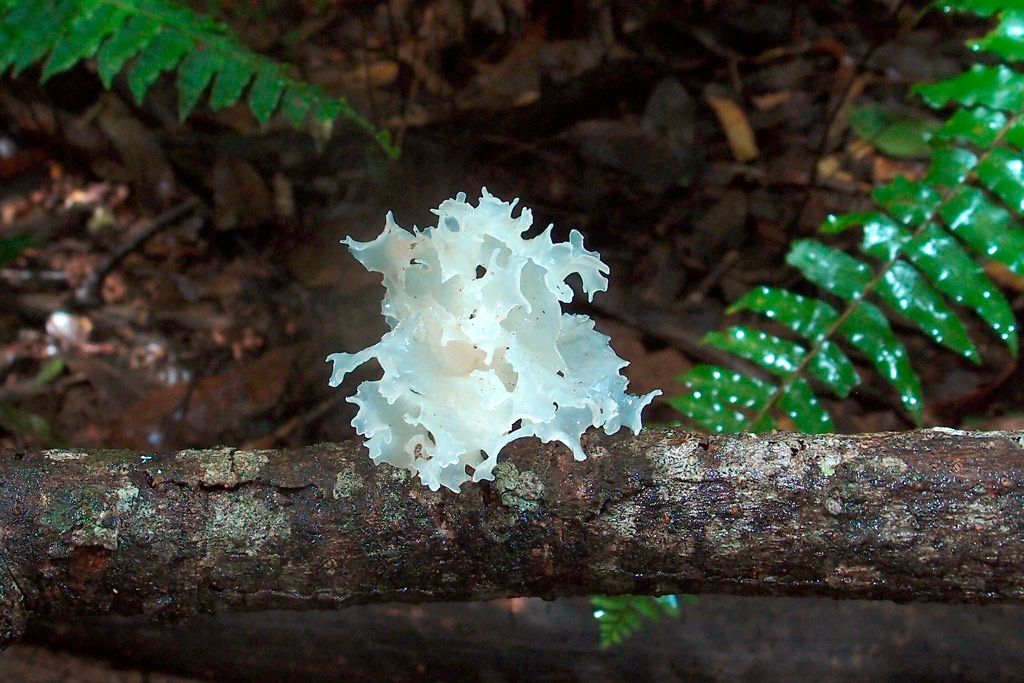 tremella fuciformis