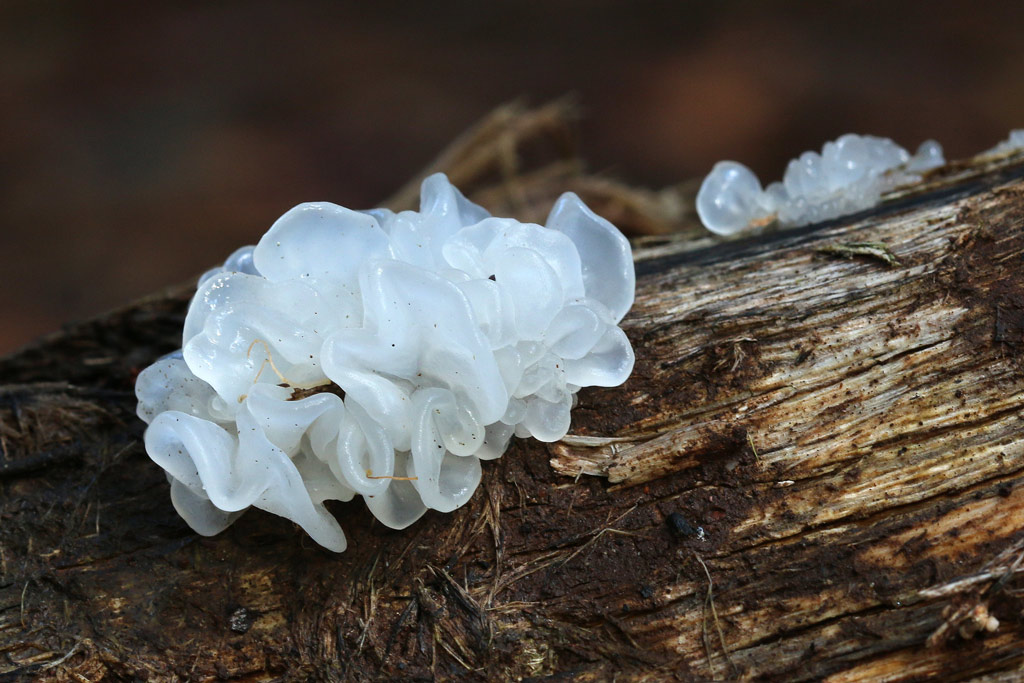 tremella