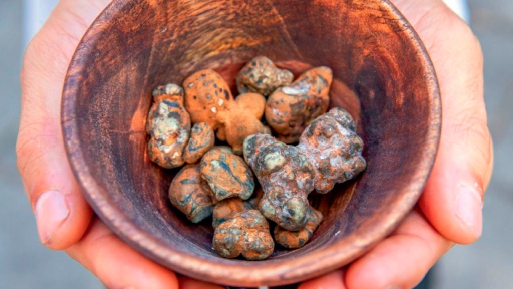 trufas psilocybes