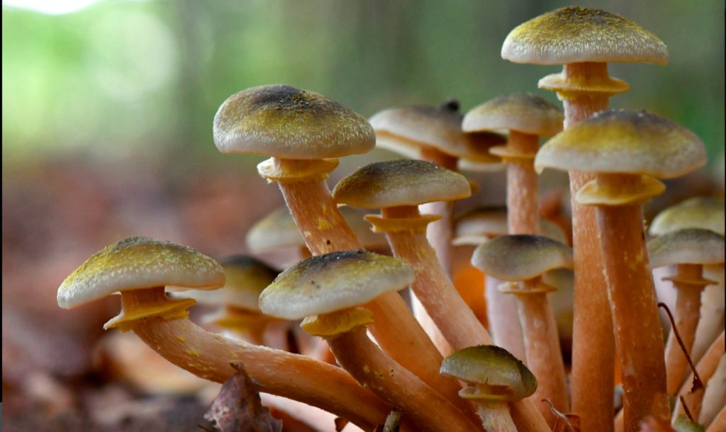 armillaria mellea