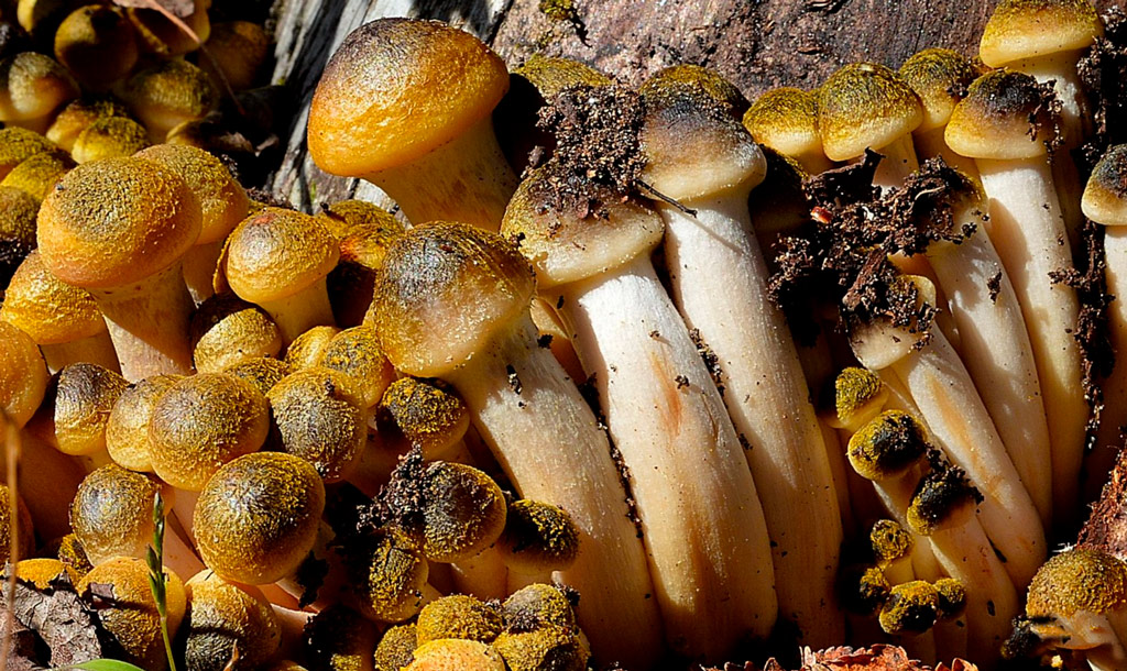 armillaria mellea