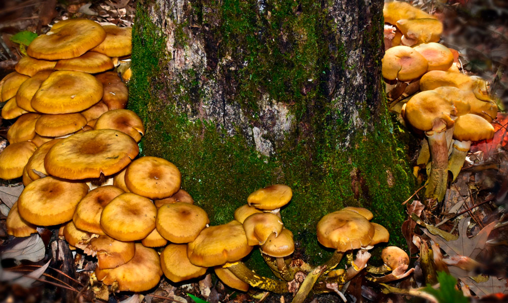 armillaria mellea