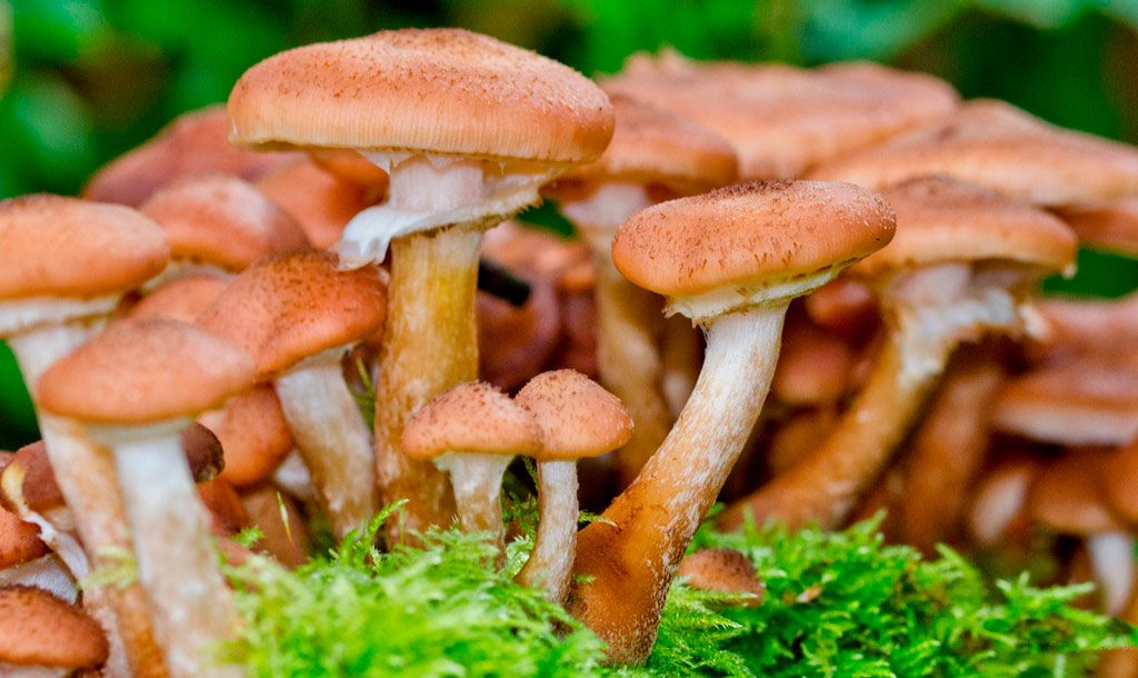 armillaria mellea
