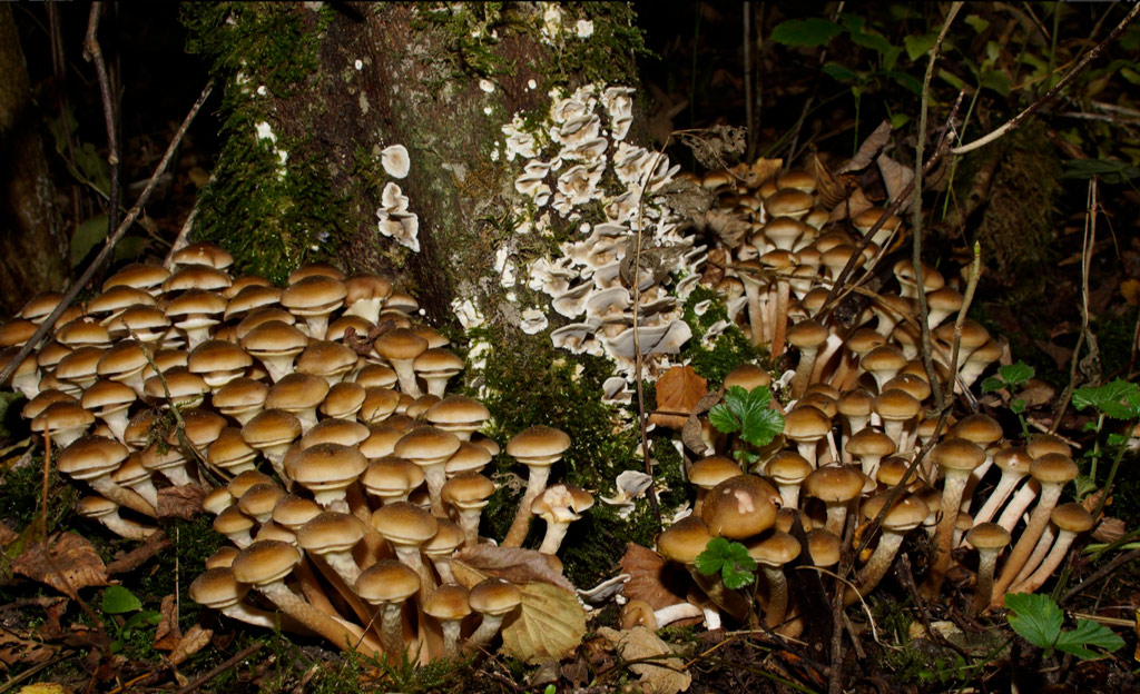 armillaria mellea