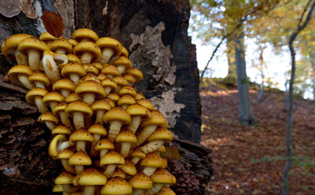 armillaria mellea