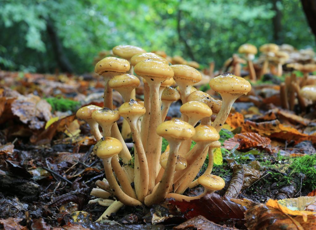 armillaria mellea