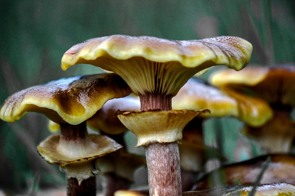 armillaria mellea