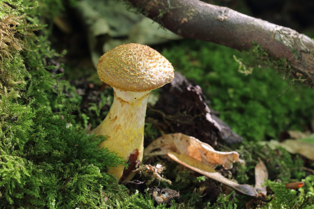 armillaria mellea
