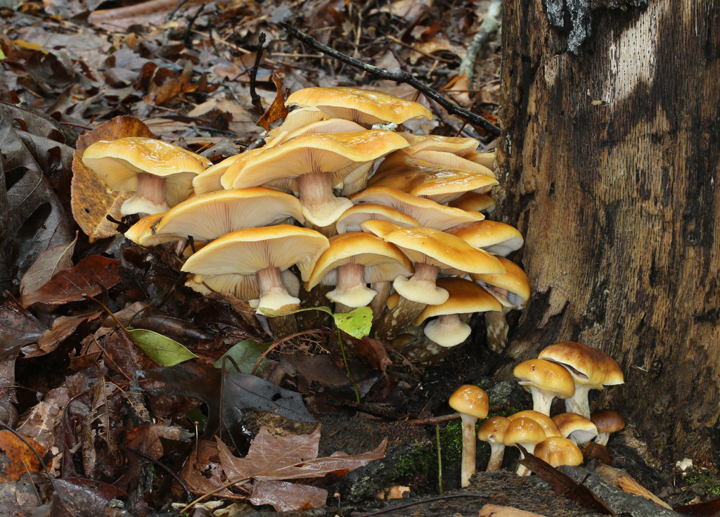 armillaria mellea