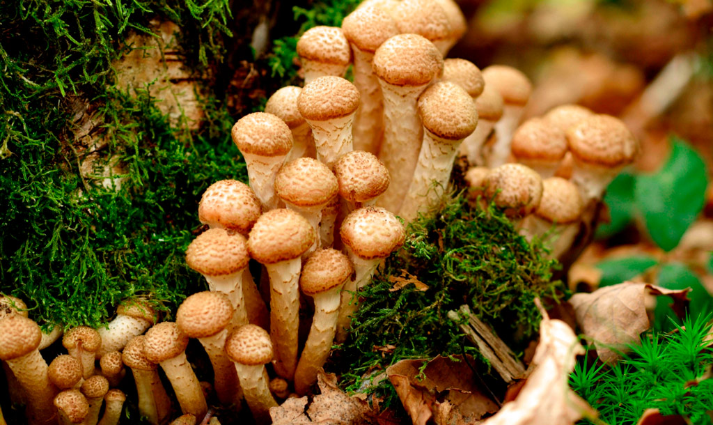 armillaria mellea