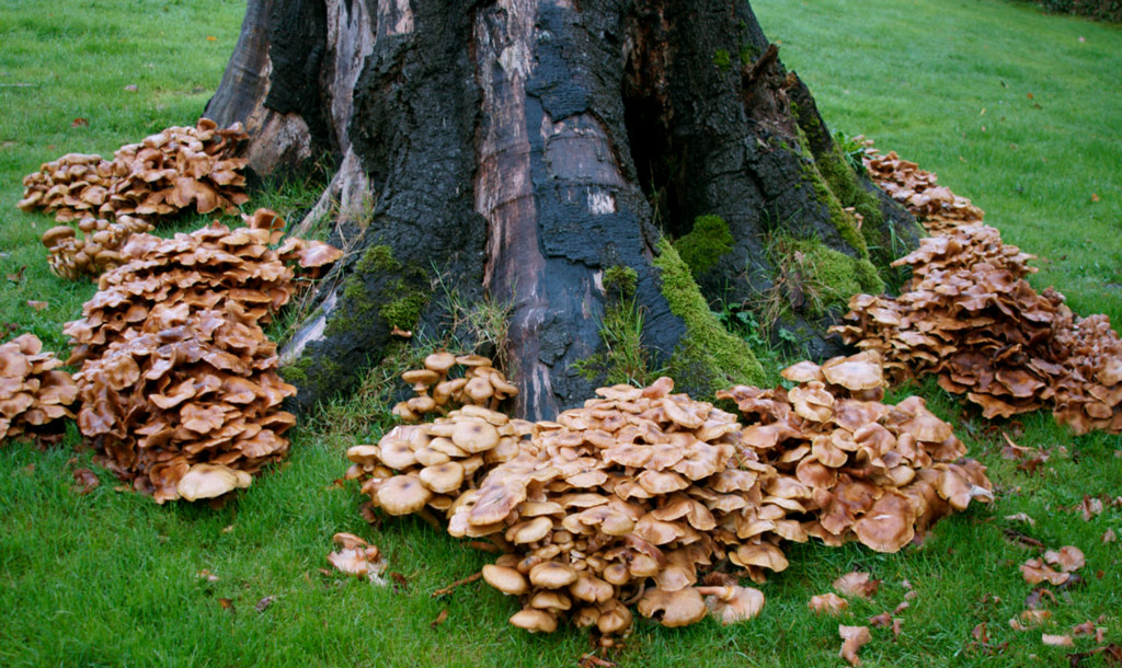 armillaria mellea