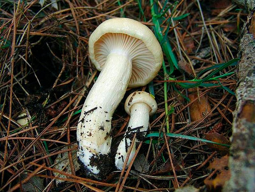 babosa blanca