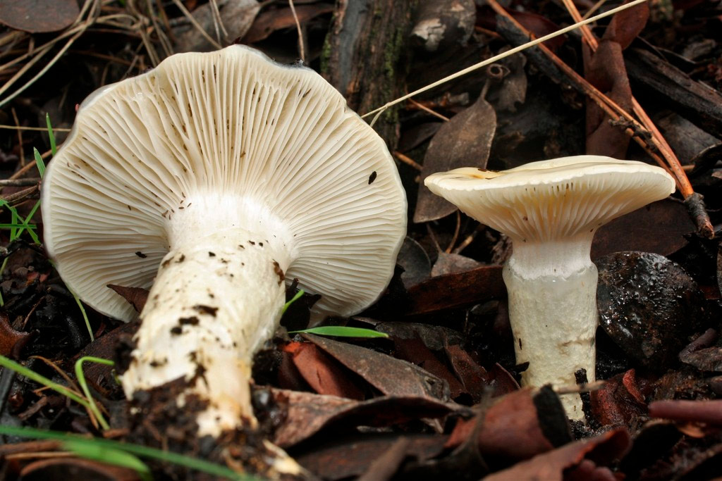 llanega blanca