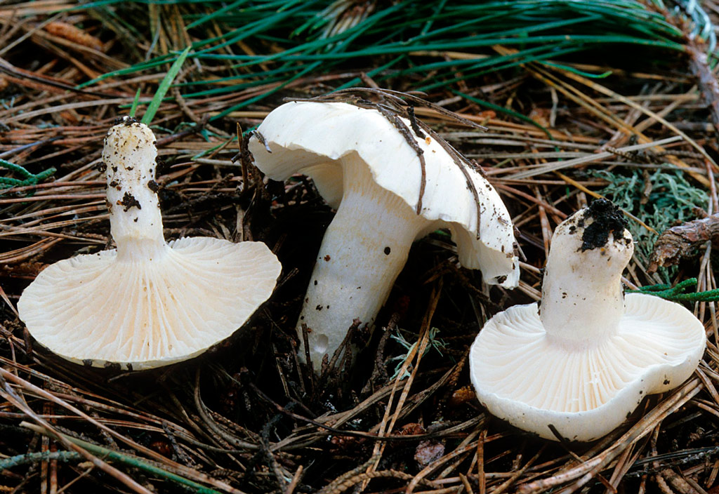 babosa blanca