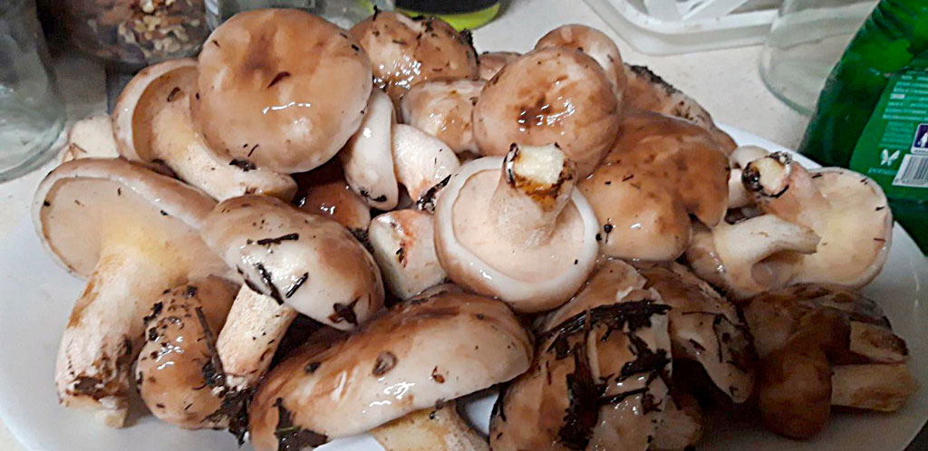 suillus granulatus lacasadelassetas