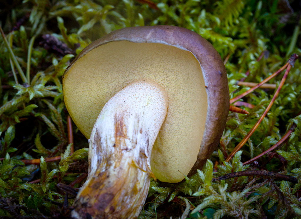 suillus granulatus lacasadelassetas
