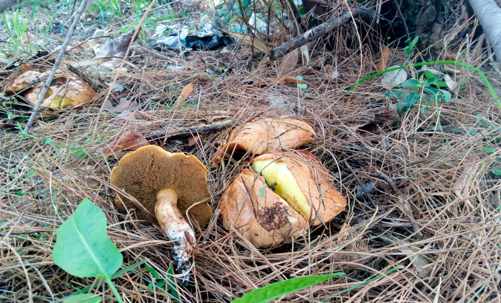 suillus lacasadelassetas