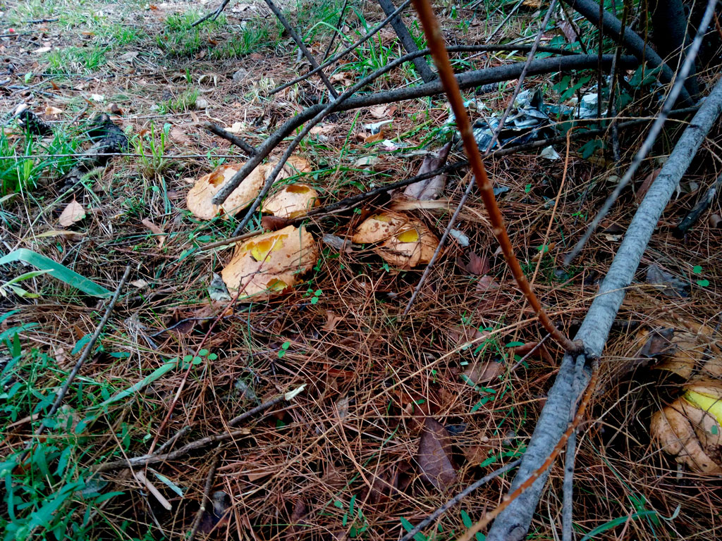 suillus granulatus lacasadelassetas