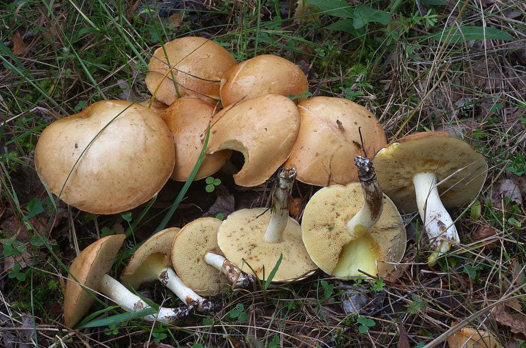 suillus granulatus 
