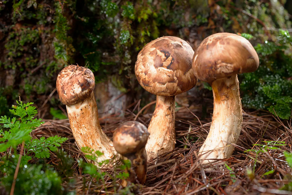 Tricholoma matsutake