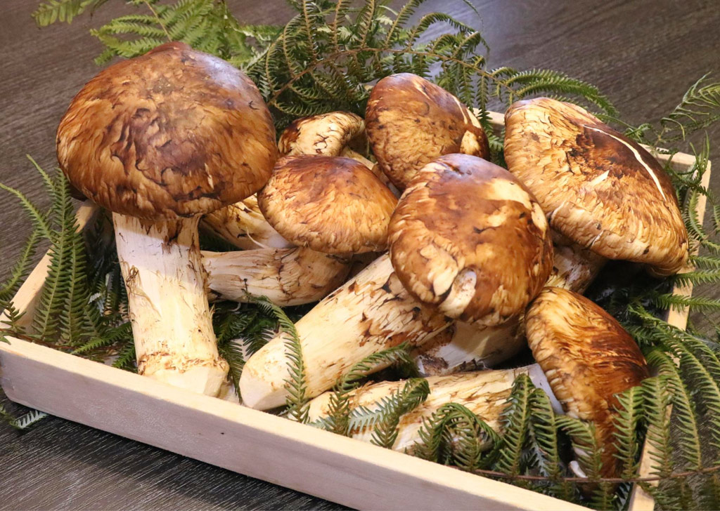 matsutake