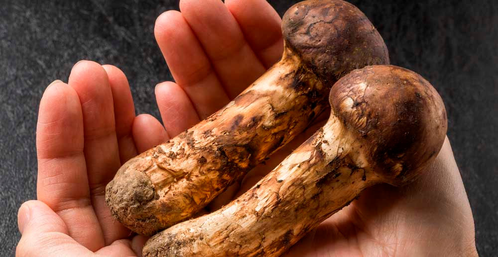 Tricholoma matsutake