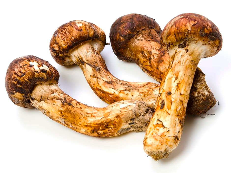matsutake