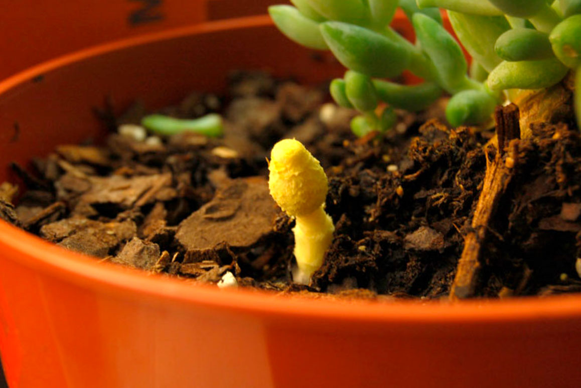 Leucocoprinus birnbaumii, setas amarillas en las macetas