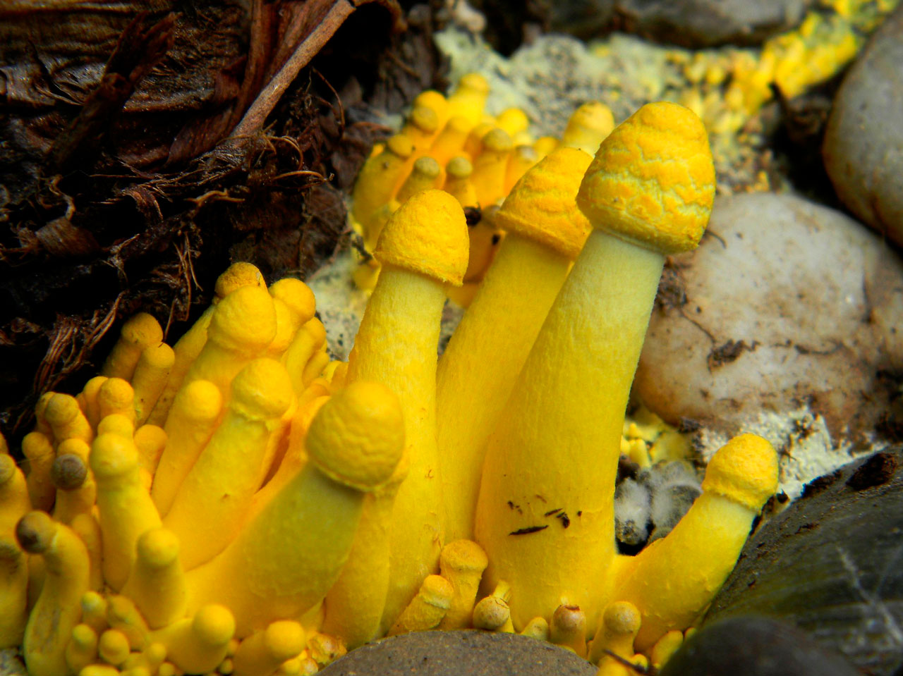 Leucocoprinus birnbaumii