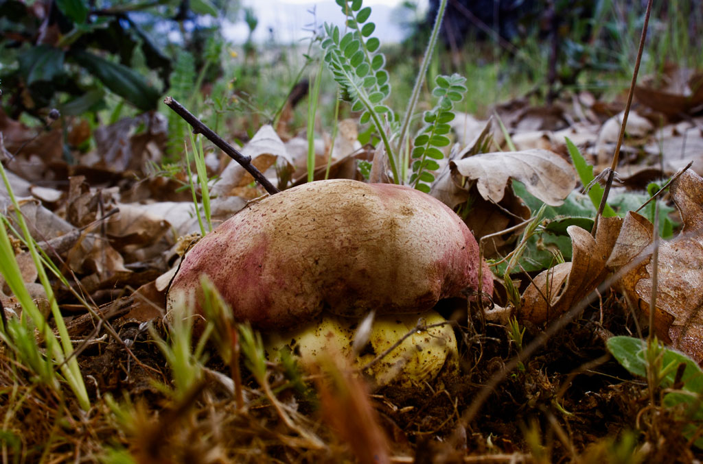 boletus real- la casa de las setas