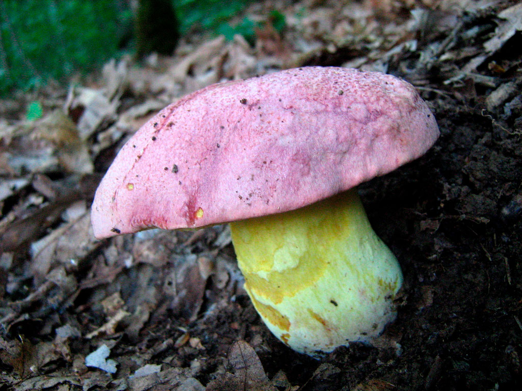 boletus regius - la casa de las setas