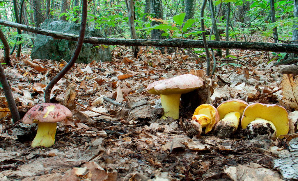 habitat del boletus regius - la casa de las setas