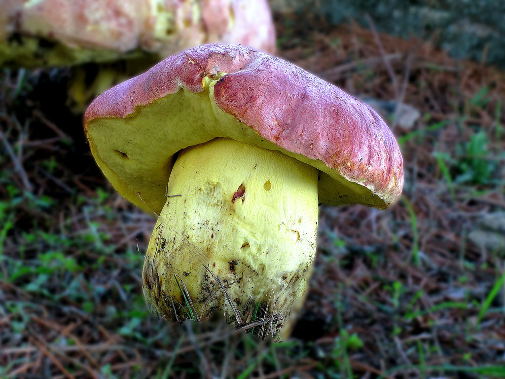boletus regius - la casa de las setas