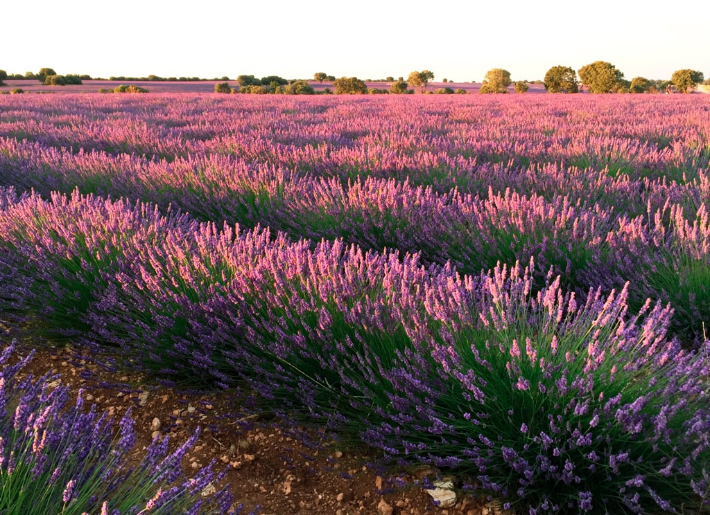 plantas aromaticas