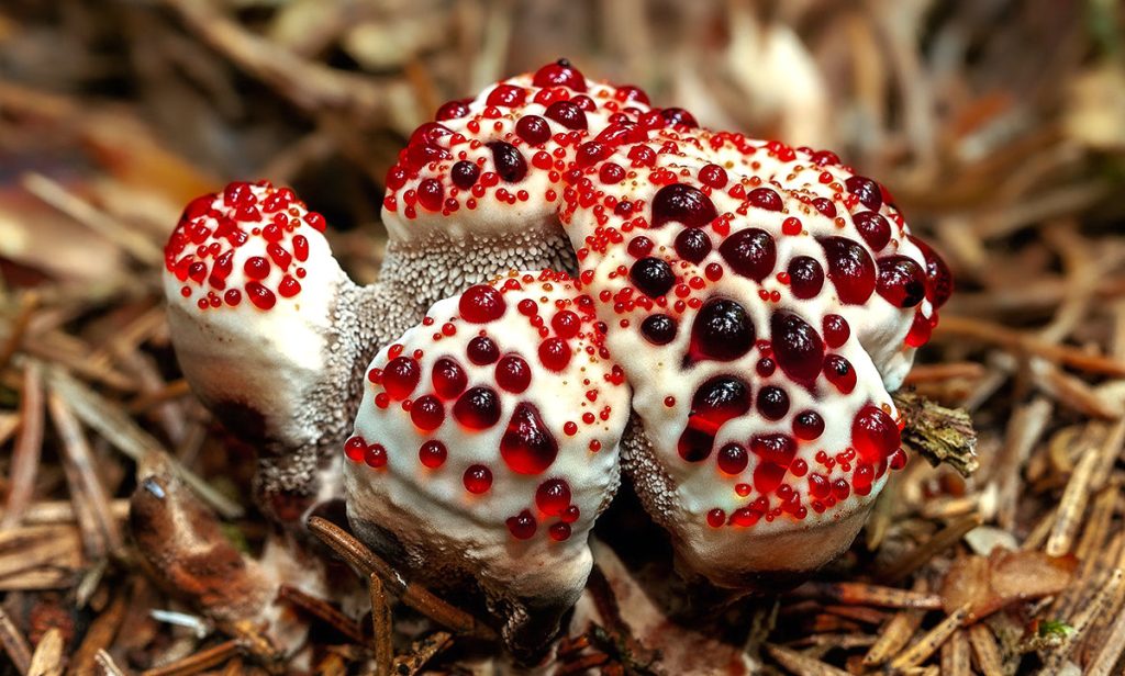 Hydnellum-peckii-