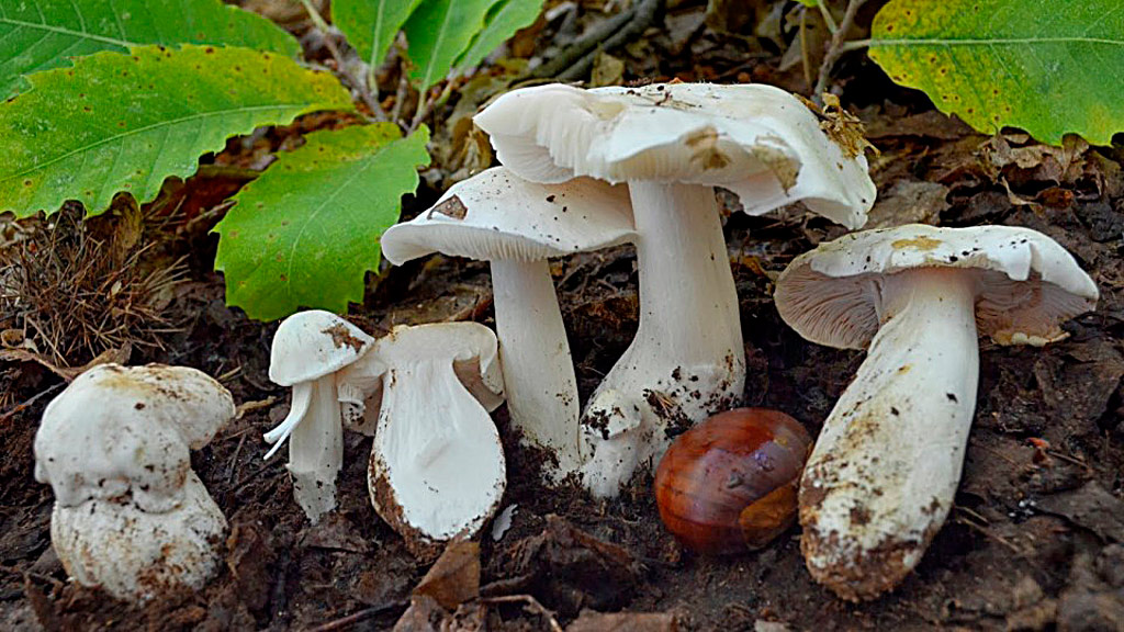 tricholoma columbetta